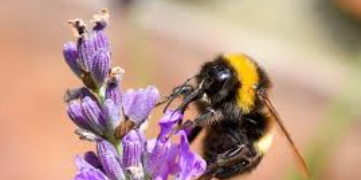 Bee Day