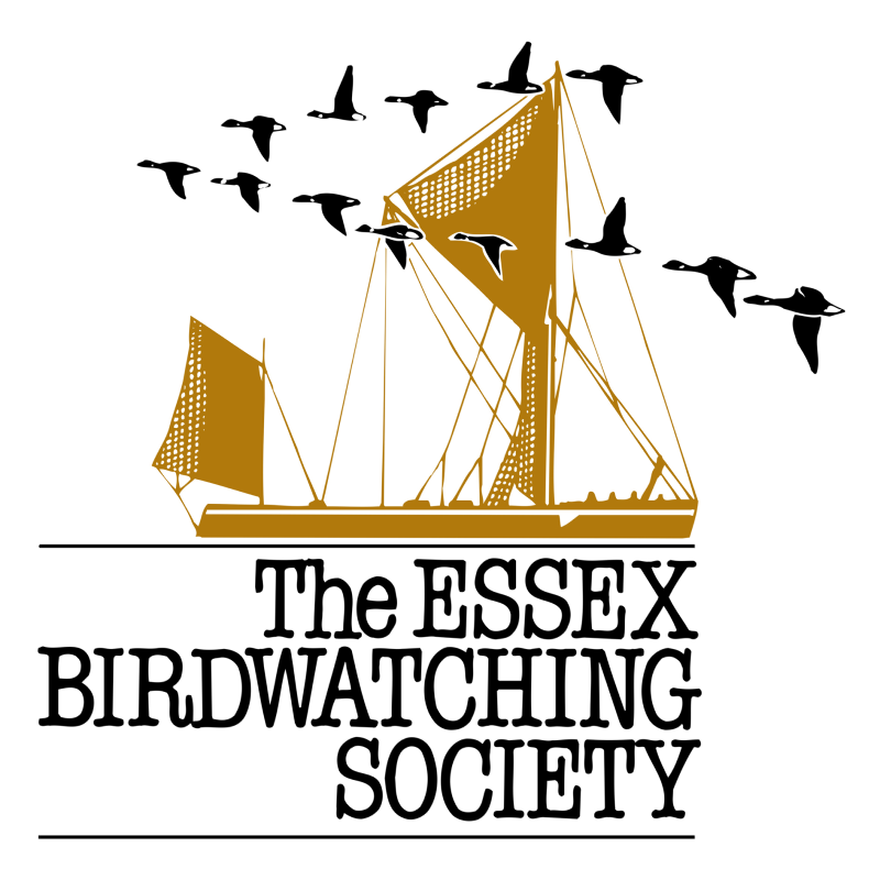 Essex Birdwatching Society