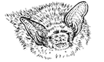 Somerset bat Group