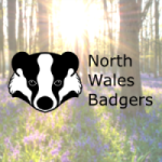 North Wales Badgers