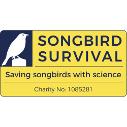 SongBird Survival