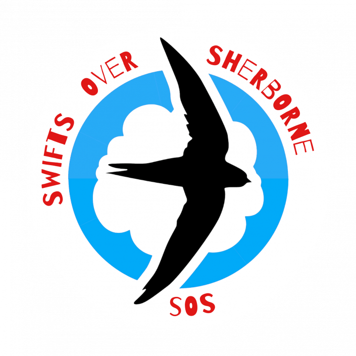 Swifts Over Sherborne