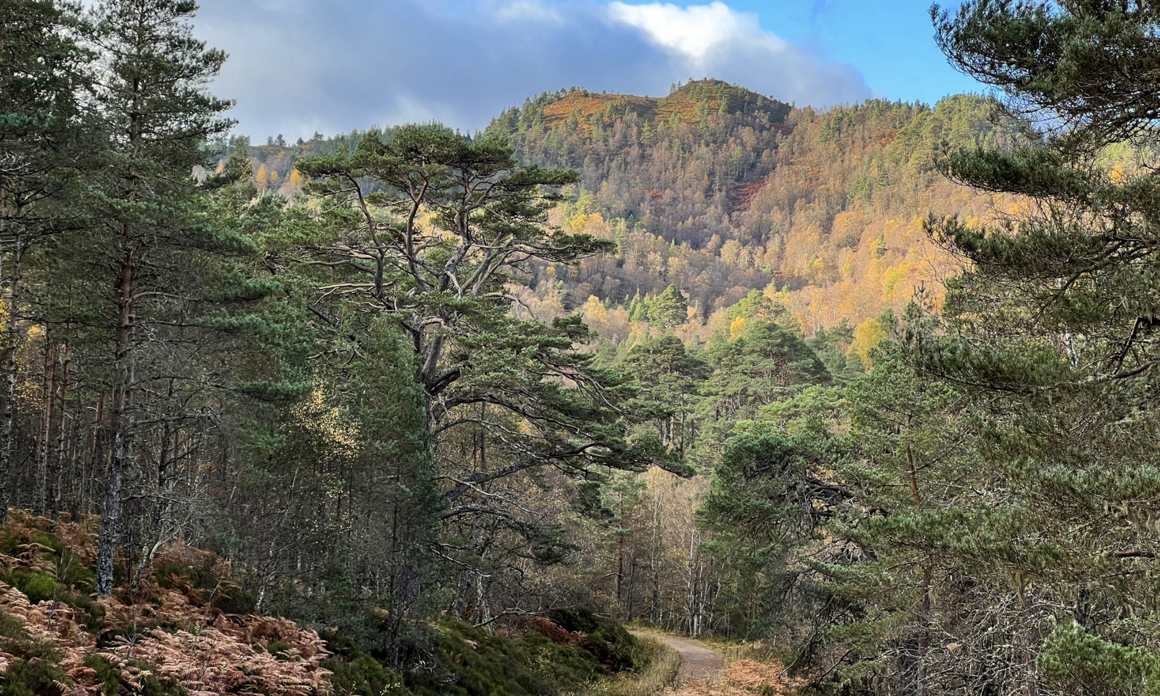 Scotland leads the way on nature recovery