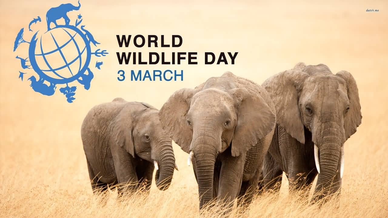 World Wildlife Day 2022