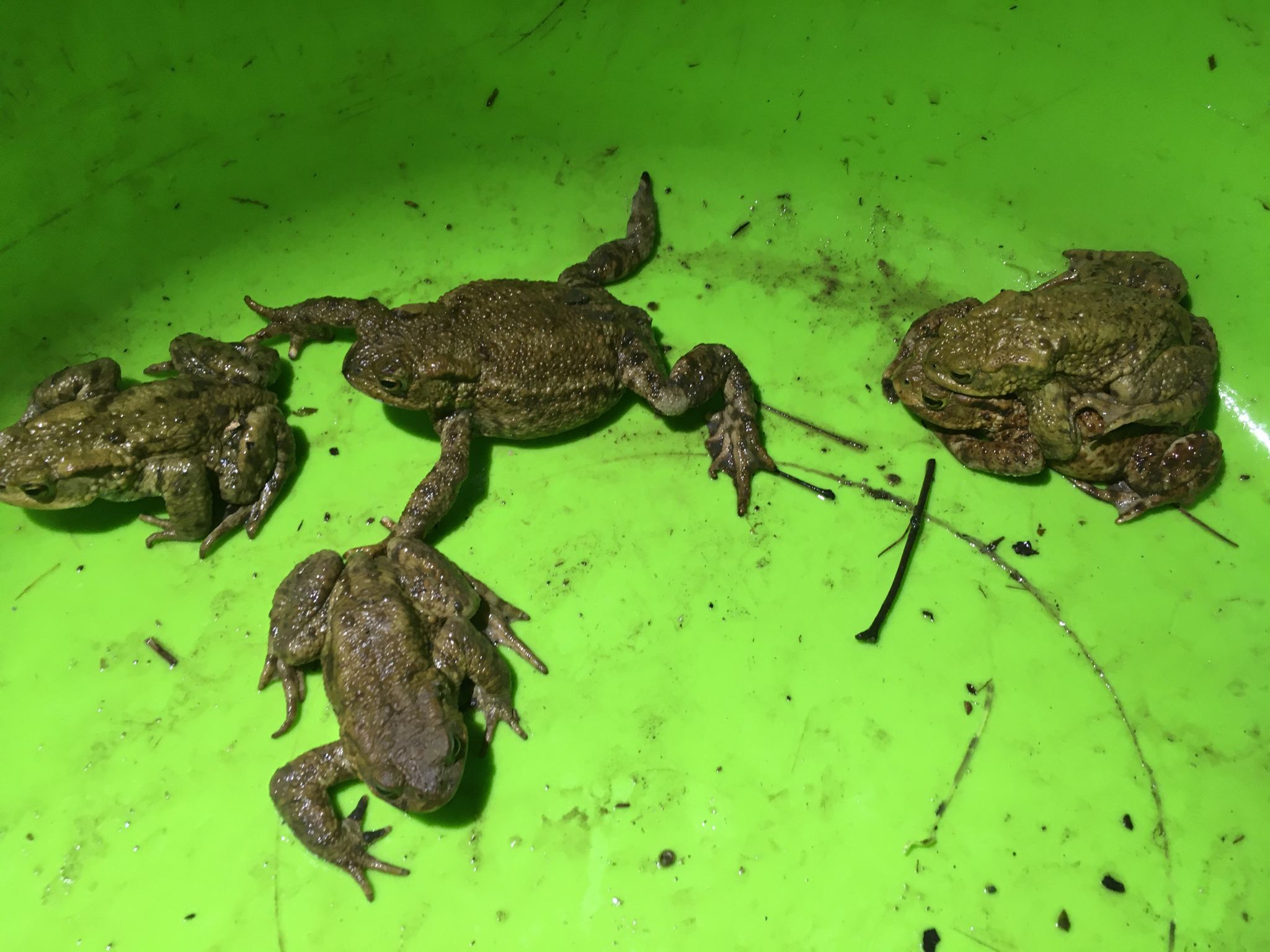 Out on Toad Patrol with one of our Non-Executive Directors, Sarah Armstrong