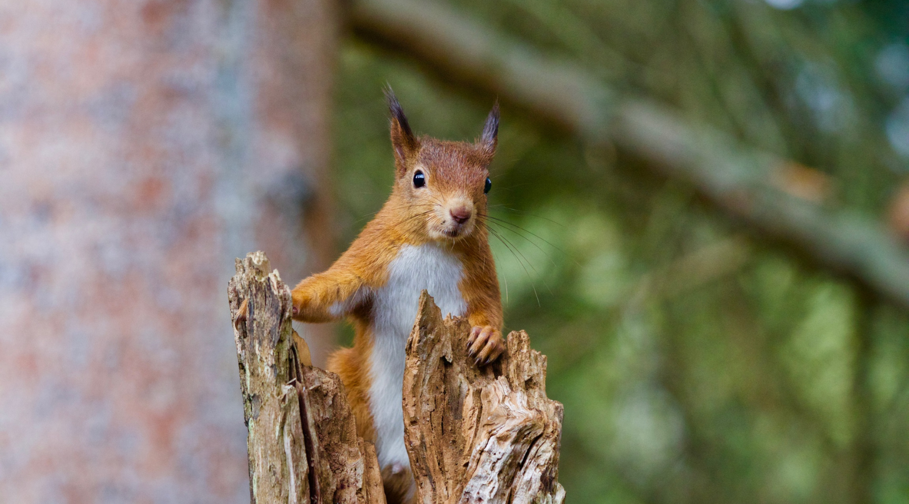 Creating a Nature-Rich UK: “a chance to thrive”