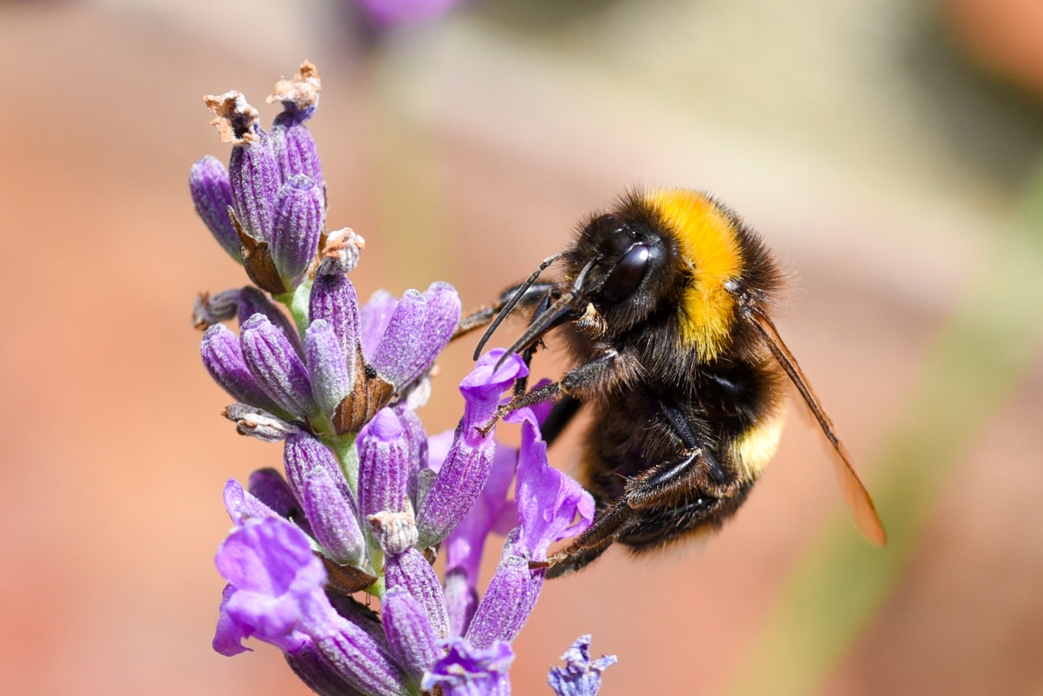 Turning the Tide on Neonicotinoids: Real change for bees, real hope for nature