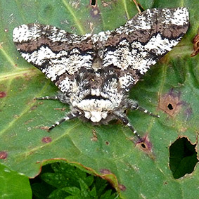 Nature Bounces Back at Dittiscombe Estate