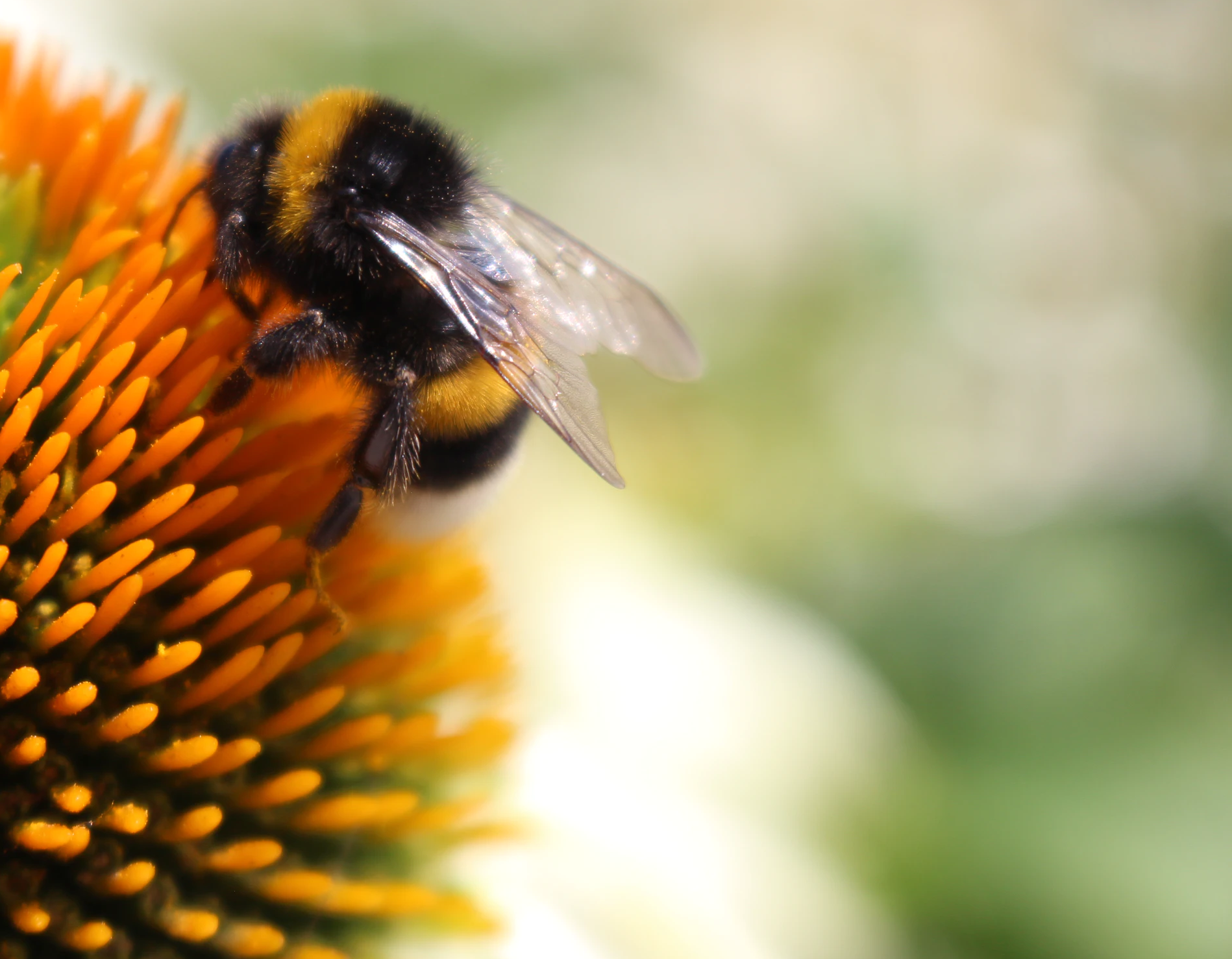 Can the CEE Bill save our Bees?